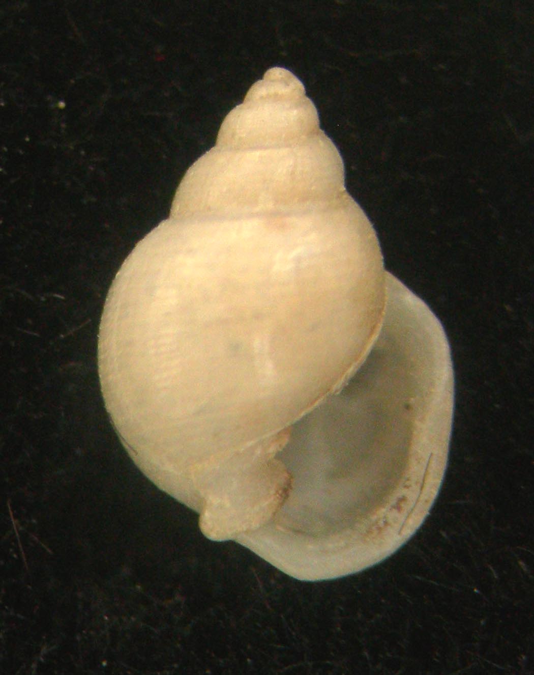 Ringicula ciommeii